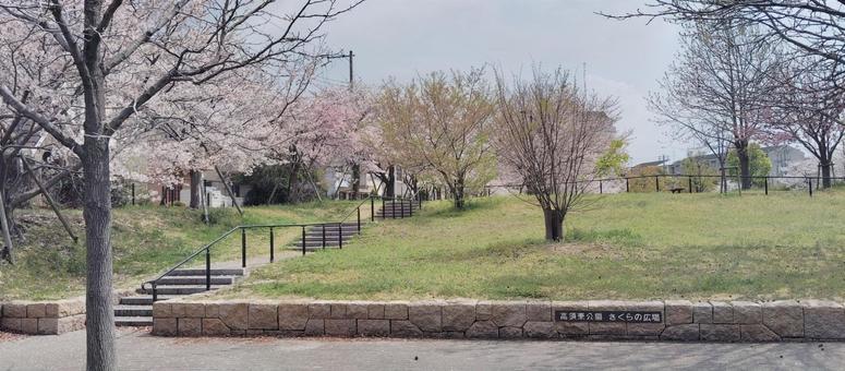 Photo, cherry blossoms, park, spring, 