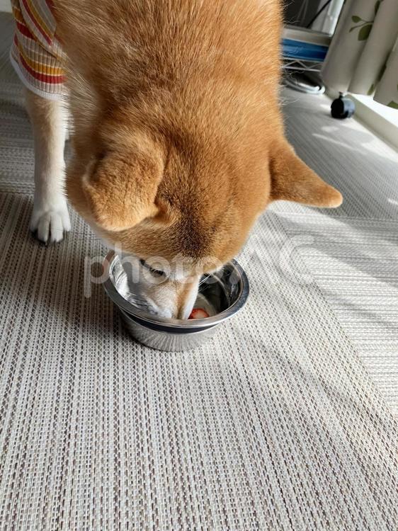 いちごを食べる柴犬 柴犬,愛犬,日本犬の写真素材