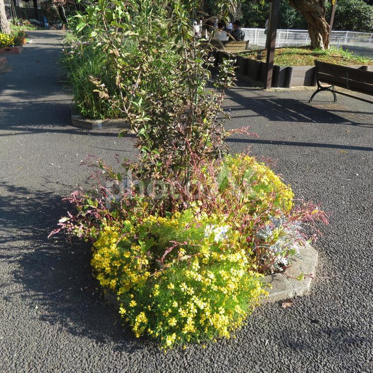 公園内に植えられた様々な草木 草木,植物,低木の写真素材