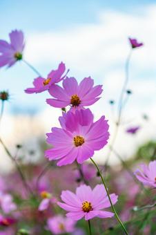 コスモス202505 コスモス,自然,風景の写真素材