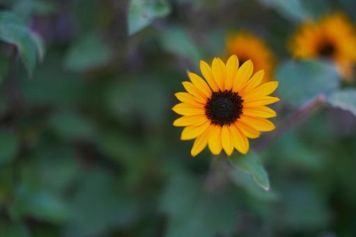 ミニひまわり ミニヒマワリ,ひまわり畑,ヒマワリの写真素材