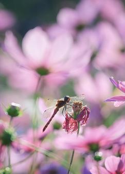 秋桜畑でトンボが夢をみる 風景,自然,秋桜の写真素材