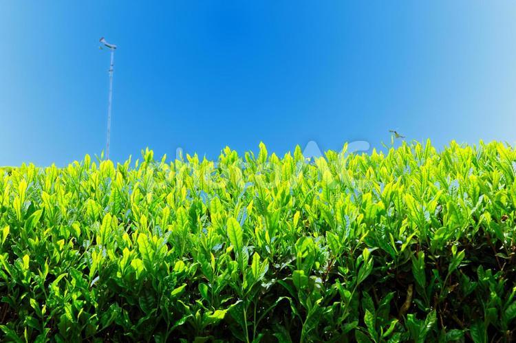 新茶の風景 お茶畑,新緑,若葉の写真素材