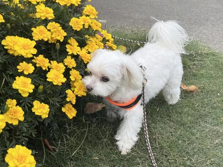 犬の散歩 犬の散歩 犬,マルチーズ,かわいい犬の写真素材