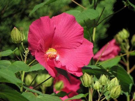 キダチアメリカフヨウa キダチアメリカフヨウaの写真