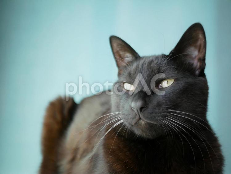 黒猫と青い背景 猫,黒猫,横顔の写真素材