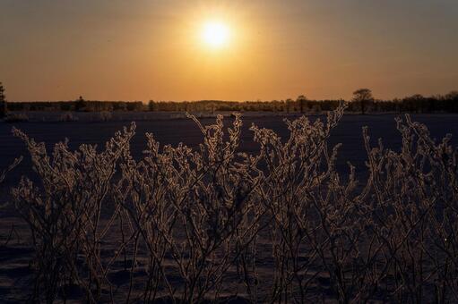 牧場の日の出、霧氷が描く冬草のシルエット 冬景色,朝,日の出の写真素材