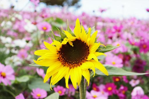コスモス畑に咲くひまわり コスモス畑,コスモス,ヒマワリの写真素材