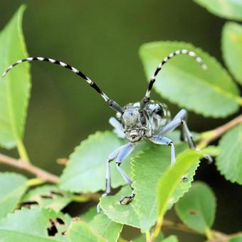 ゴマダラカミキリ ゴマダラカミキリの写真
