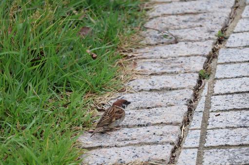 石畳の道にすずめのいる風景 石畳の道にすずめのいる風景 石畳,道,すずめの写真素材