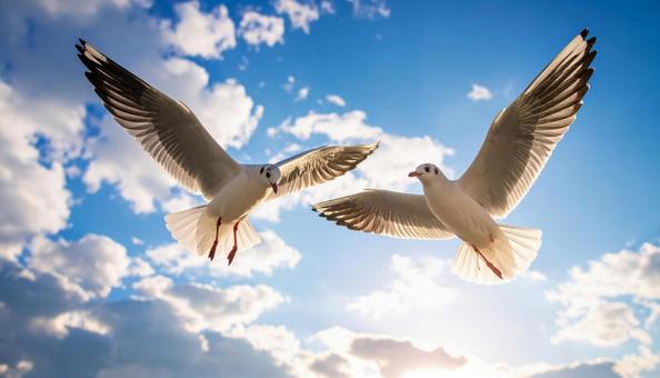 大空を飛ぶ姿が美しい2羽の白い鳩 大空を飛ぶ姿が美しい2羽の白い鳩の写真