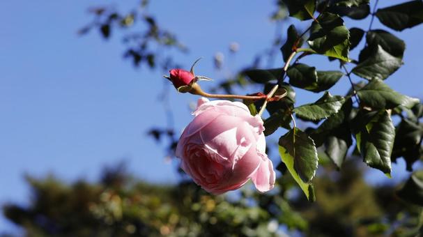 【花の写真】ばらの花 rose,植物,園芸の写真素材