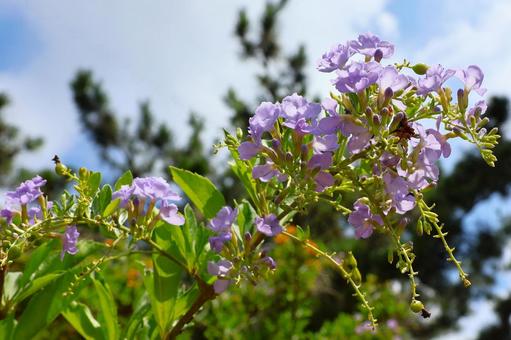 8月中旬の庭の陽の当たるデュランタの花 8月中旬の庭の陽の当たるデュランタの花 デュランタ,花,植物の写真素材
