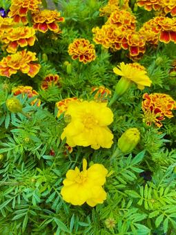 Marigold, JPG Marigold, JPG