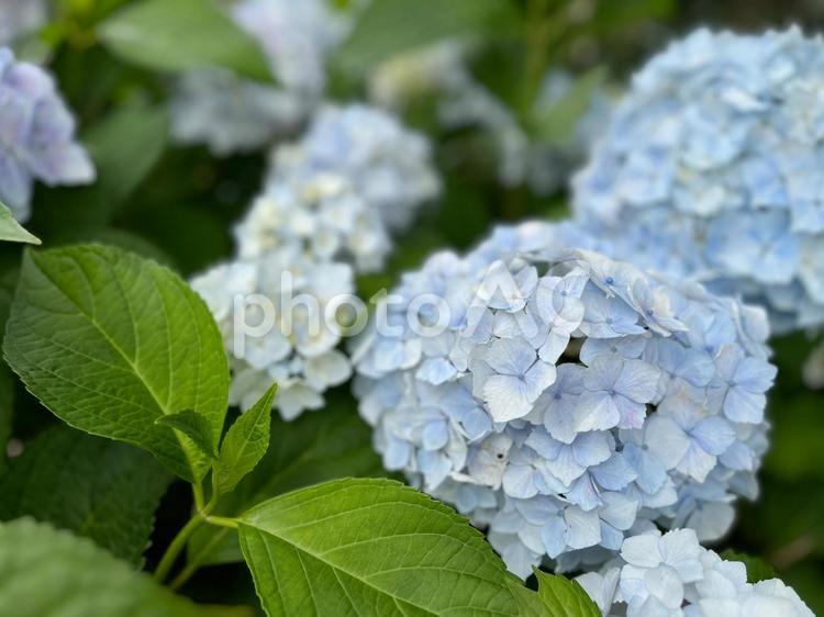 淡い青の紫陽花、アジサイ背景素材 アジサイ,あじさい,梅雨の写真素材