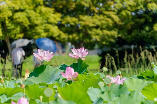 青空の下に咲くピンクの蓮の花 青空の下に咲くピンクの蓮の花 蓮,花,ピンクの写真素材