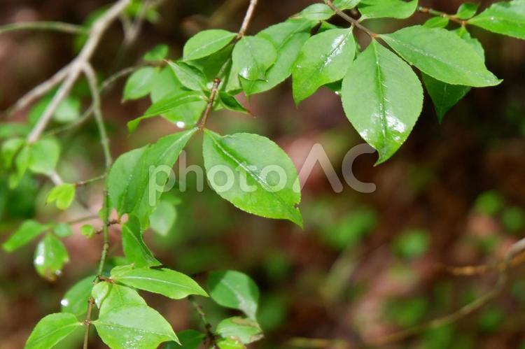 雨 雨,水滴,植物の写真素材