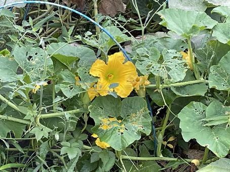 黄色い花 黄色い花の写真
