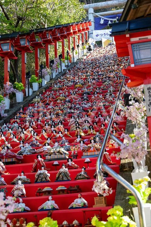 縦長構図の勝浦ひな祭り会場の富策石段右斜 ひな祭り,ひな壇,金屏風の写真素材