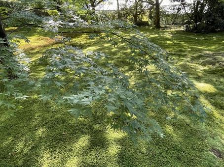 大原三千院 苔と陽だまりと青もみじ 大原三千院 苔と陽だまりと青もみじの写真