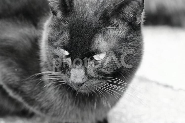 警戒している黒猫 猫,野良猫,黒猫の写真素材