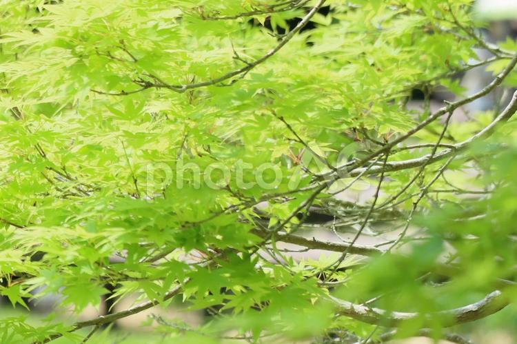 新緑のもみじ 新緑,青モミジ,緑の写真素材
