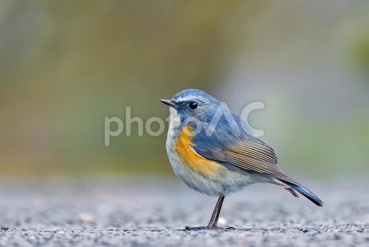 山の車道に降りたルリビタキ、側面 ルリビタキ,瑠璃鶲,オスの写真素材