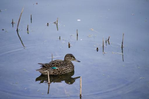 コガモ　（メス) コガモ,鴨,鳥の写真素材