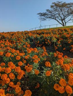 マリーゴールド マリーゴールド 風景,花,木の写真素材
