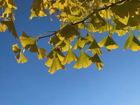 晴天の青空と黄色の紅葉のイチョウ 晴天の青空と黄色の紅葉のイチョウの写真