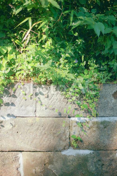 垣根の植物 自然,夏,田舎の写真素材