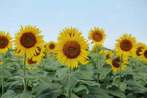 晴れた空と日陰のひまわり(複数) 晴れた空と日陰のひまわり(複数) ひまわり,夏,向日葵の写真素材