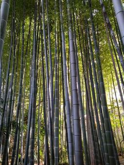 荘厳な雰囲気の竹林と木漏れ日 荘厳な雰囲気の竹林と木漏れ日 荘厳,竹林,風景の写真素材