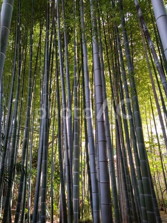 荘厳な雰囲気の竹林と木漏れ日 荘厳,竹林,風景の写真素材