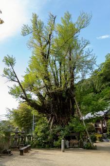 Nara Katsuragi Hitokotonushi Shrine Milk Ginkgo, JPG