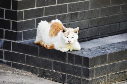 野良猫 野良猫 猫,野良猫,屋外の写真素材