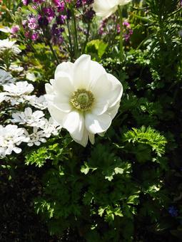 Anemone/Peony flower white (flower), JPG