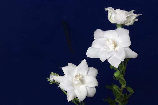 白いキキョウの花 植物,花,ききょうの写真素材