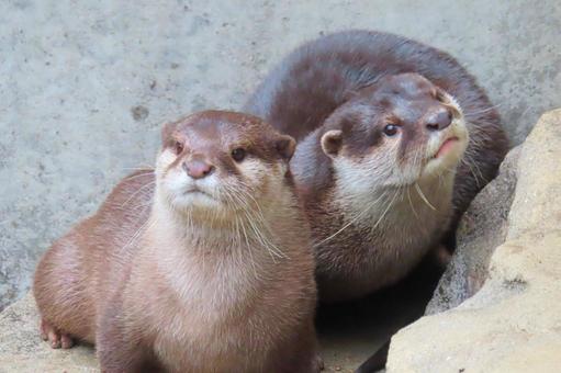 仲良しコツメカワウソ 仲良しコツメカワウソの写真