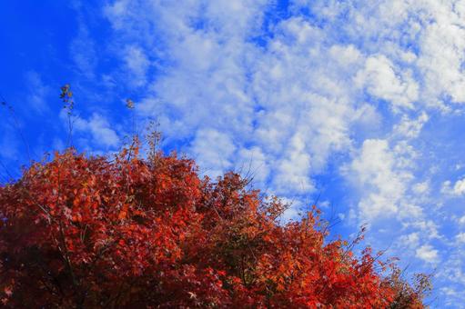 秋空と紅葉-1 秋空と紅葉-1 モミジ,秋,空の写真素材