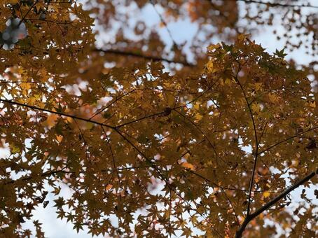 秋空の黄金 秋,紅葉,もみじの写真素材
