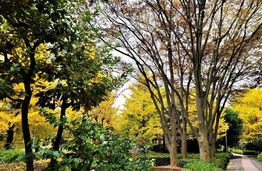 紅葉と木々 紅葉と木々の写真