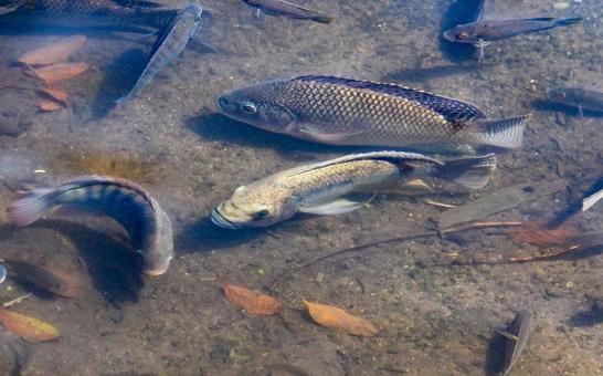 ティラピア ティラピア イズミダイ,淡水魚,食用の写真素材