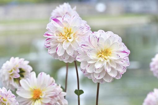 白いダリア ダリア,白い花,植物の写真素材