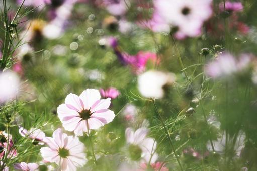玉ボケと柔らかな光が幻想的なピンクの秋桜 コスモス,秋桜,花畑の写真素材
