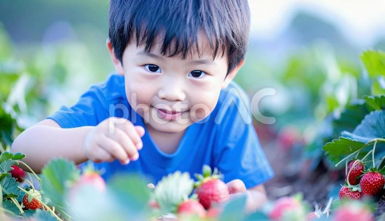 いちご狩り　苺畑でイチゴを摘む男の子 いちご狩り,子供,苺の写真素材