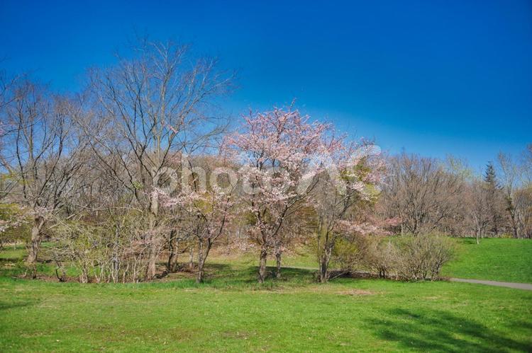 春の前田森林公園 春,前田森林公園,サクラの写真素材