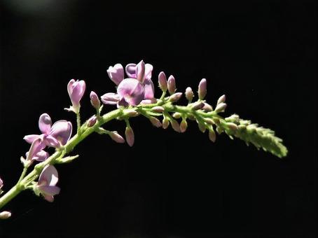 Photo, fujikanzo, licorice, flower, 