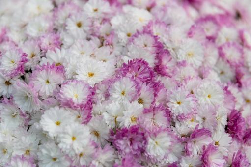 2025笠間の菊祭り4 菊祭り,笠間,秋の写真素材