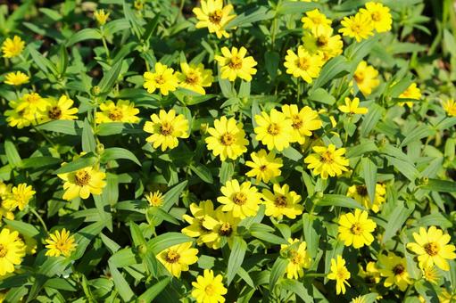 ヒャクニチソウ一風景(横浜市内にて) ヒャクニチソウ,ジニア,ウラシマソウの写真素材